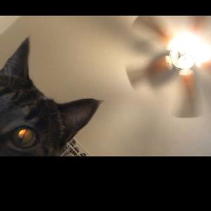 Meet your Posher, Devon